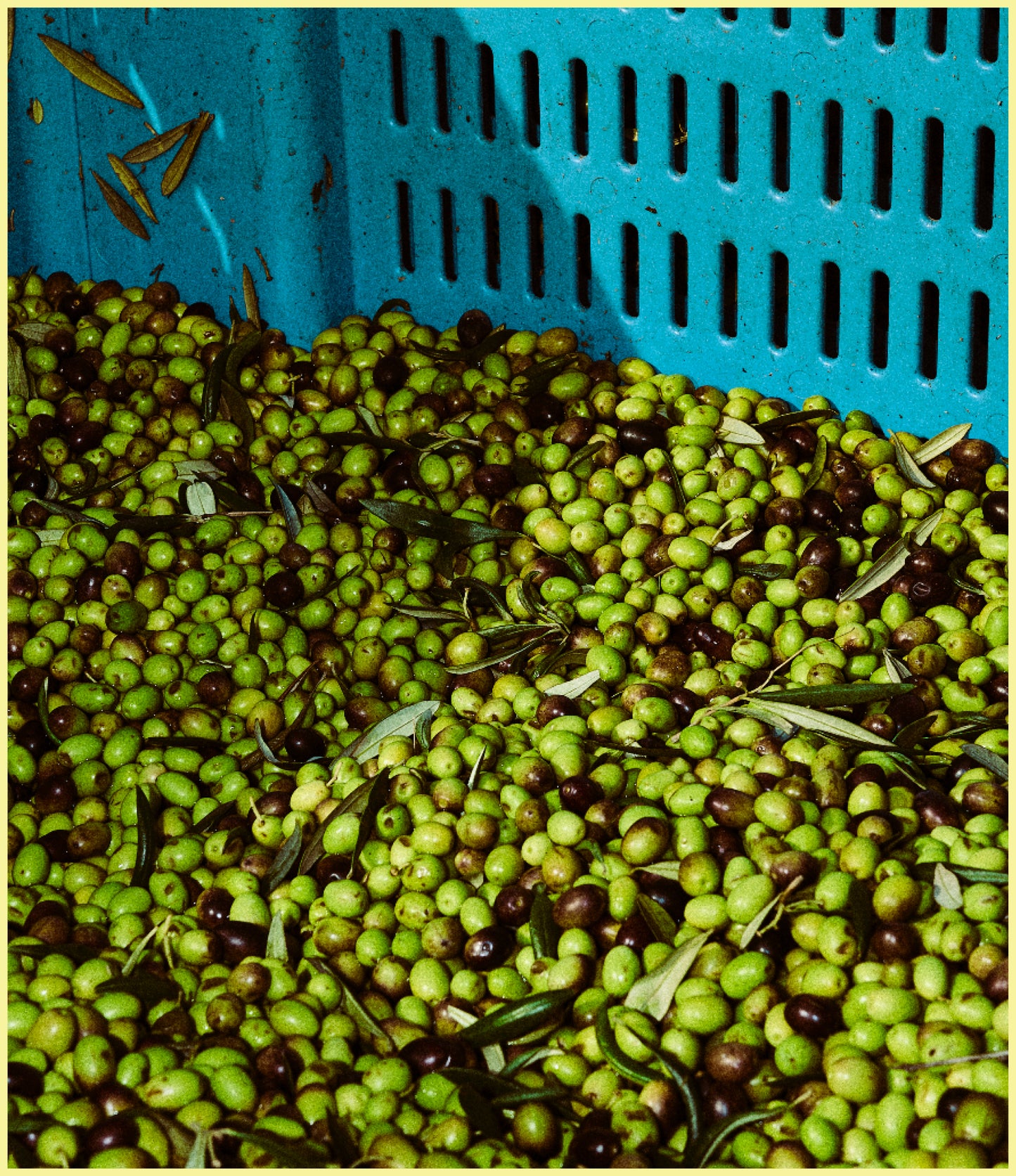ROCKET FUEL - OLIO NOVELLO