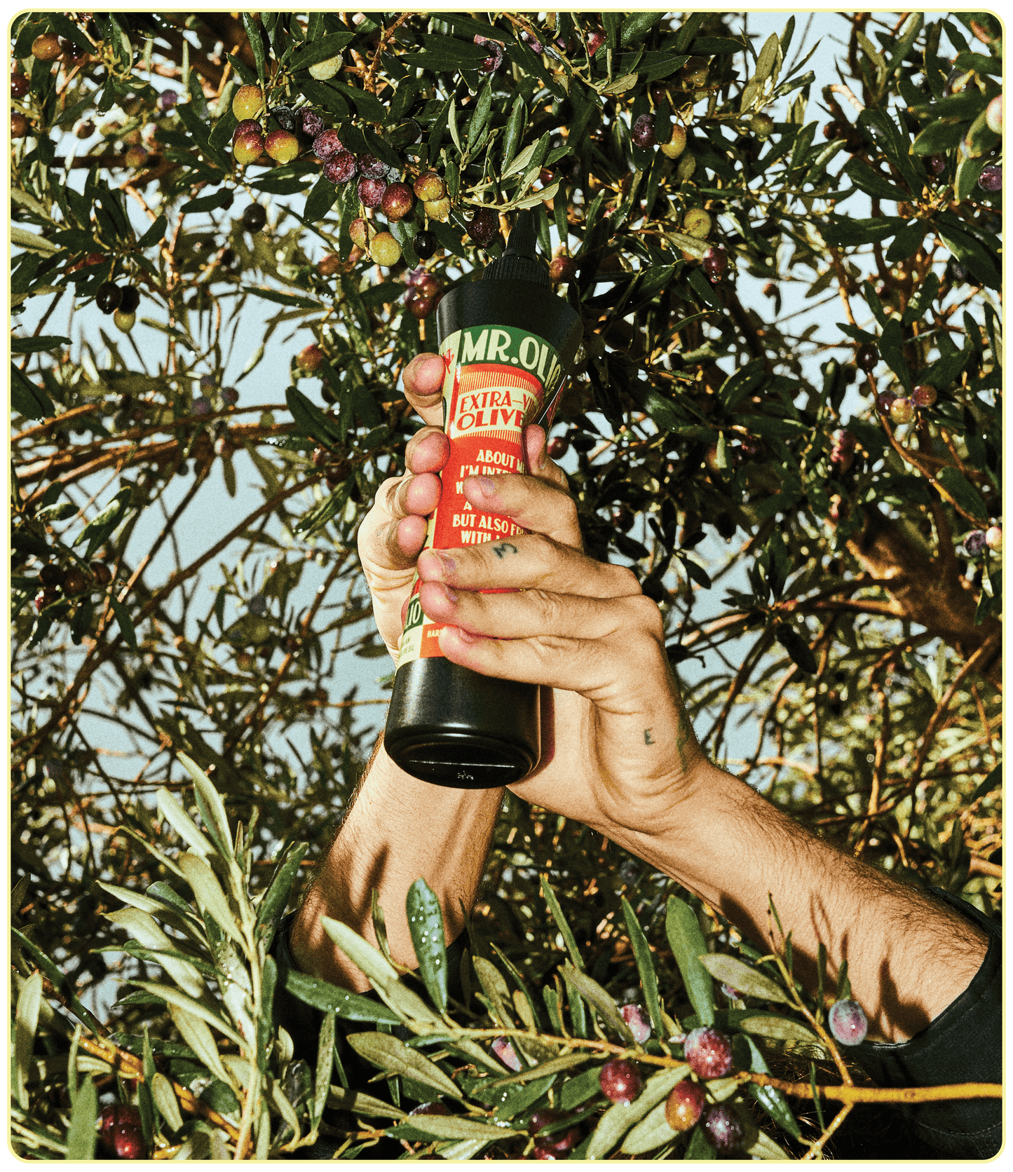 South Australian Handpicked Extra Virgin olive oil. Organic & fresh from the McLaren Vale. Experience Delicious taste from a squeezable bottle.