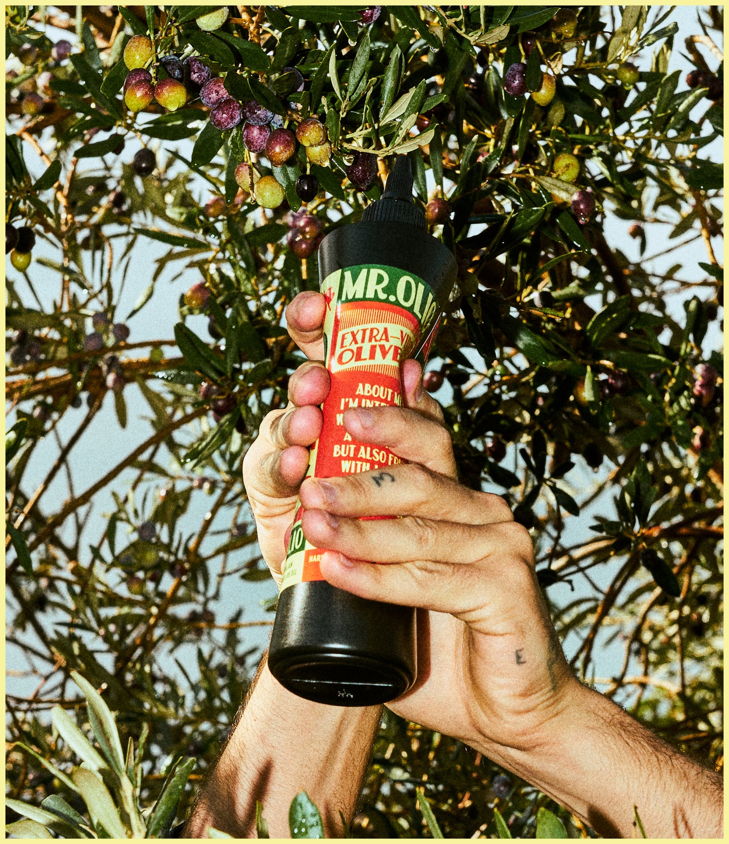 MR. OLIO - Extra Virgin Olive Oil