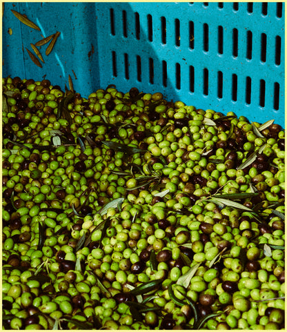 ROCKET FUEL - OLIO NOVELLO